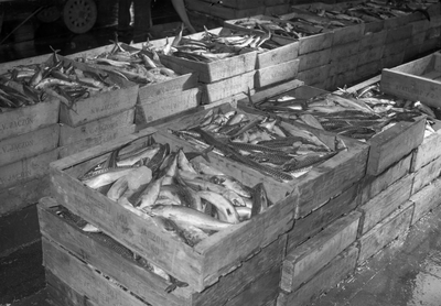 841967 Afbeelding van kisten met vis bij de visveiling te IJmuiden.